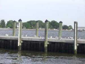 gulls on dock