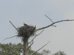 osprey nest