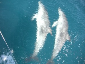 dolphins two