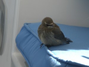 015 Bird on first overnight