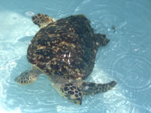 008 Turtle Hosp- Anita
