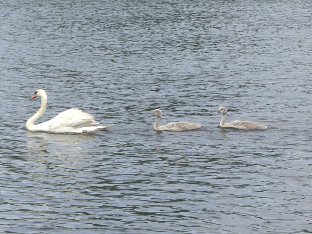 Swan and goslings