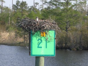 088 Osprey nest on Marker