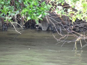 Raccoon in mangroves