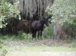 Cumberland Island horse