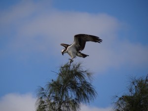 osprey lands on tree top