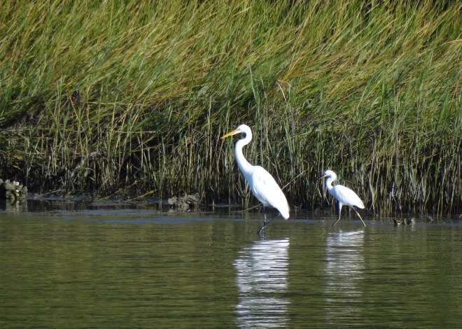 Egrets
