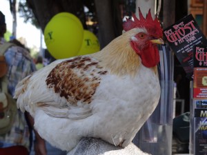 Key west rooster