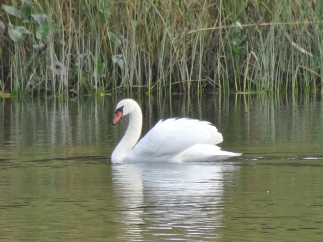 Swan afloat