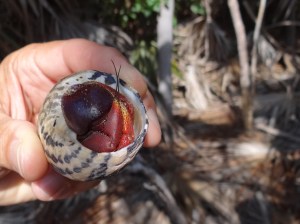 These crabs are far from the beach; how do they get here?
