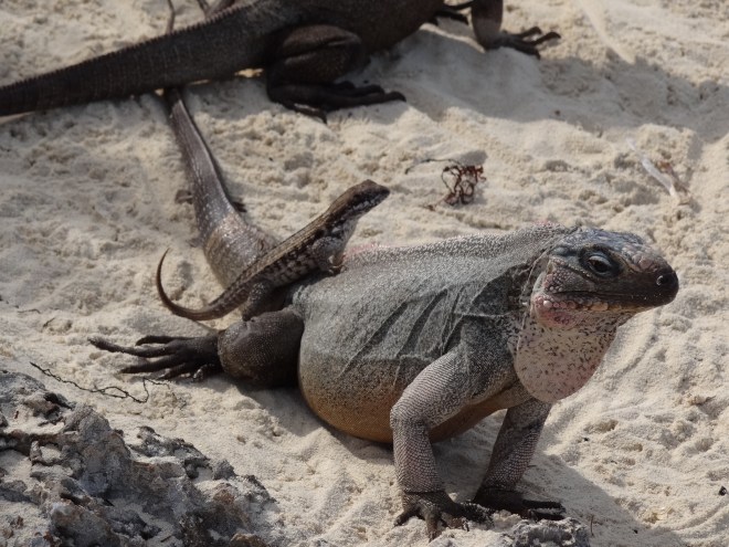 Mama gives baby a ride.