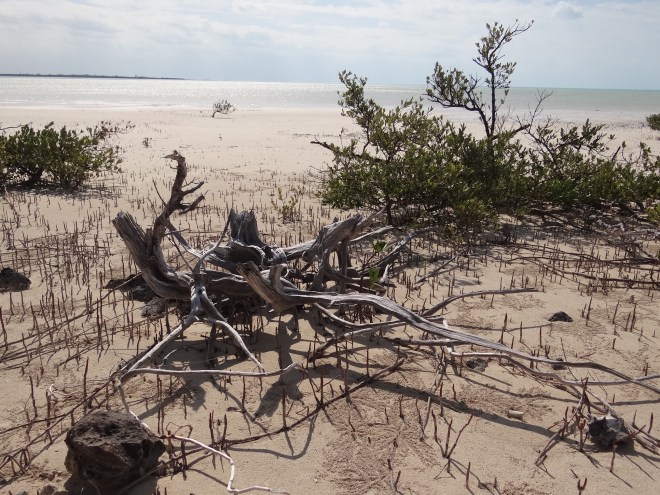 Driftwood beach art at nearby mangrove flats