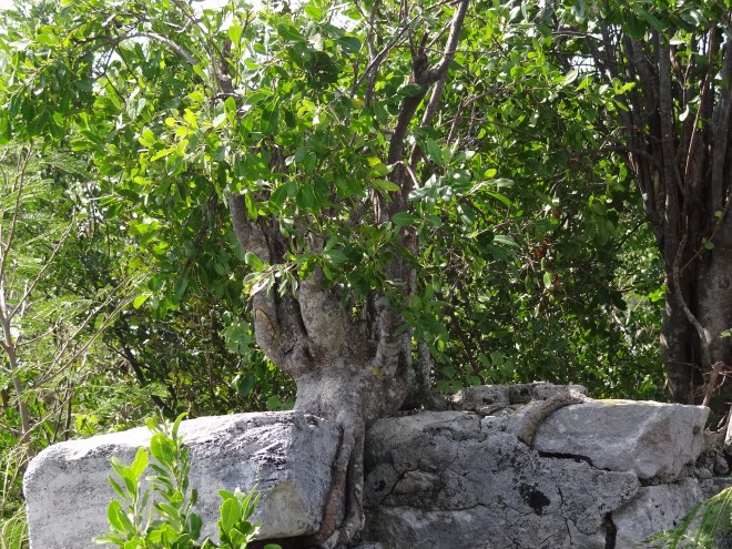 Mother nature works to reclaim this wall
