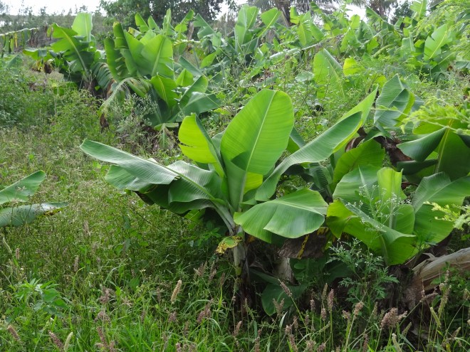 We saw only young banana plants- many older were destroyed by Sandy