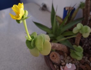 A Lovely First Flower