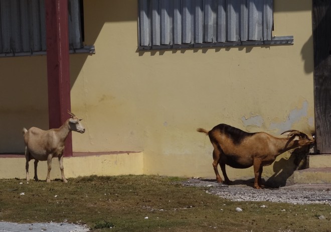 Drinking water is scarce for these guys;  get it where you can