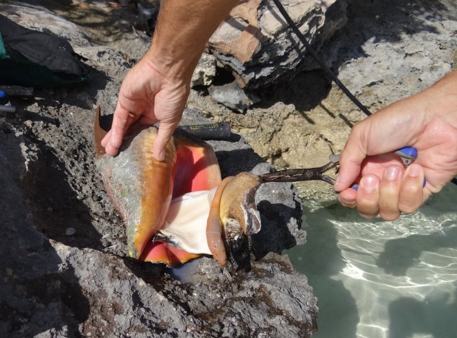 Extracting conch meat- gets messy from here
