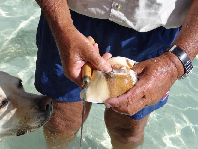 Cut like so to remove the digestive tract