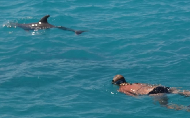 Dolphins upper left, Patti lower right :-)