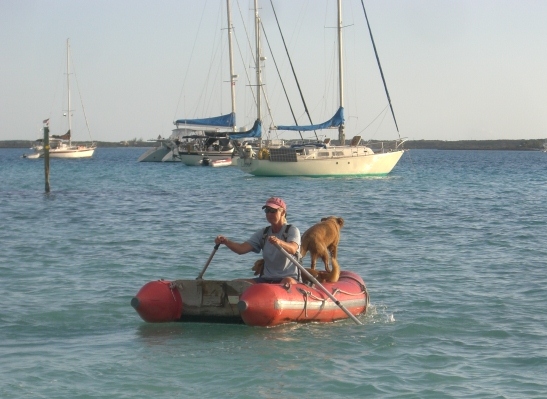 Row, row, row those doggies.