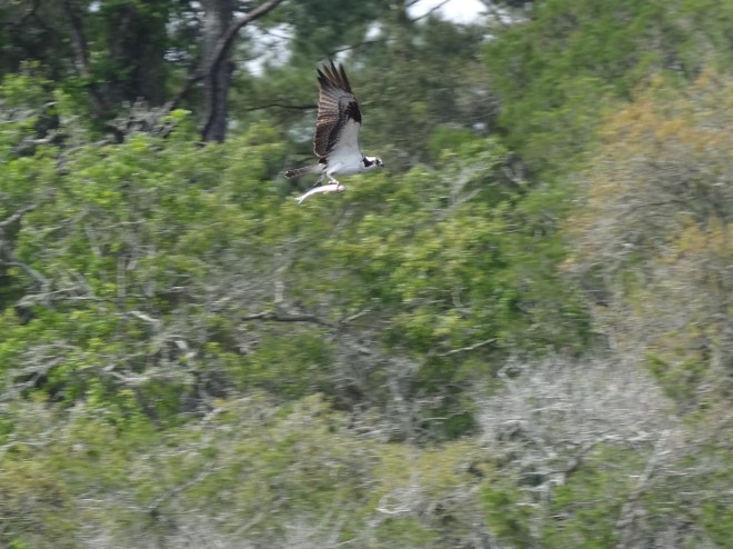 The trip provided photo-worthy scenery like this osprey with fish