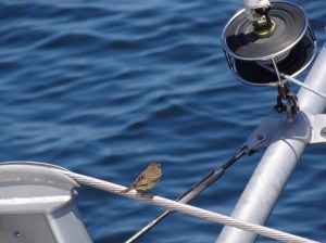 Ah, feel the breeze in my face.