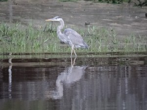 Reflecting or ready to strike?