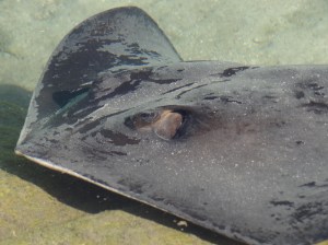 In 6 inches of clear water a good close-up is a cinch.