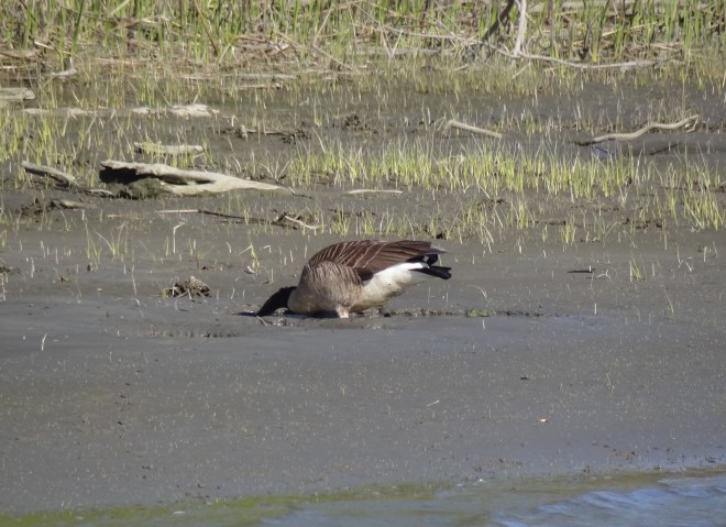 When not honking, can be seen perfecting ostrich imitation