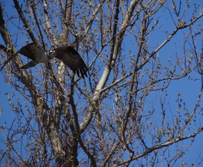 Tree branches- no flight problem mon