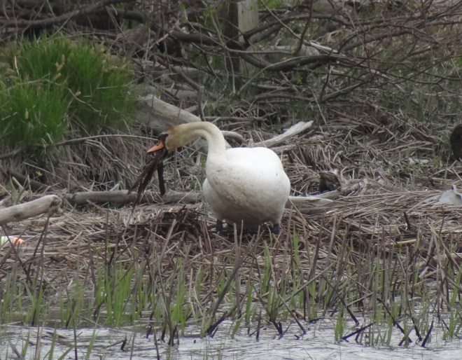 Nest building one mouthful at a time. A long neck comes in handy