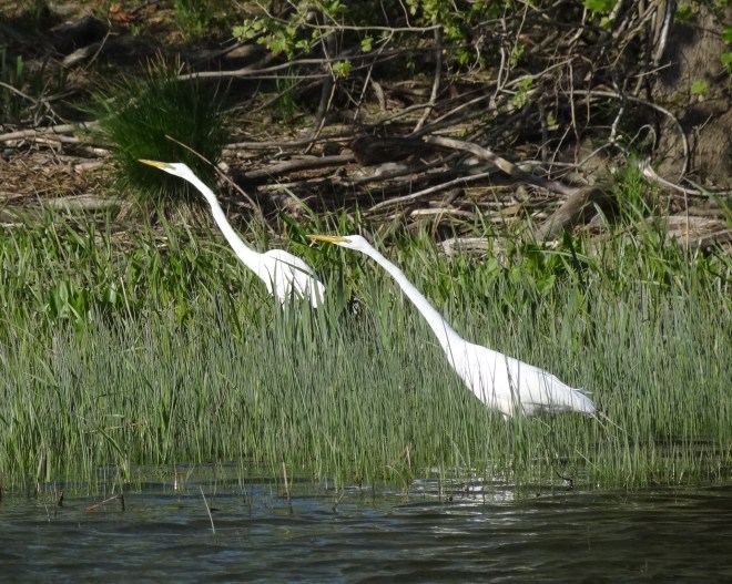 Doing the great egret stretch to feed pose
