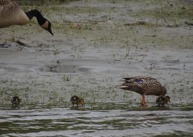 Watch out for that goose little duckling!