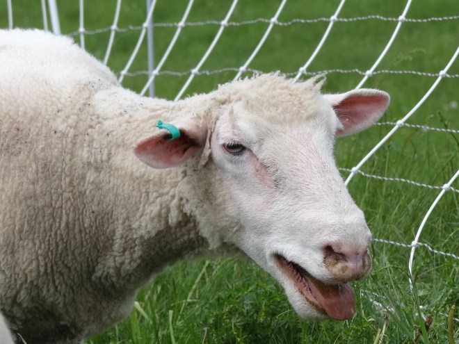 Baahh, don't take my picture I'm eating