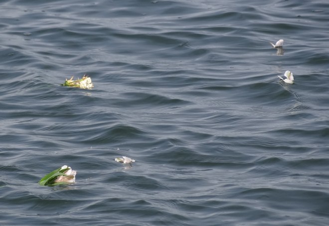 Scattered flowers for Dad Rackliffe- float on.
