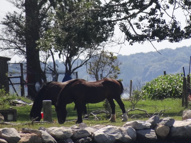 I satisfied myself with photos of the horses since rams were AWOL