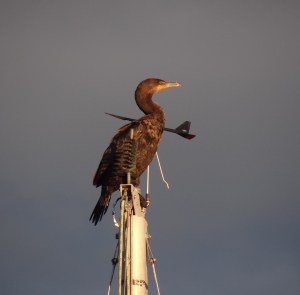 The pain I put up with just for good night's sleep!