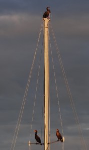 Don't you dare crap on me!