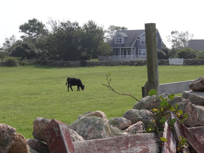 Red Gate Farm across the road from the Boat Basin in New Harbor