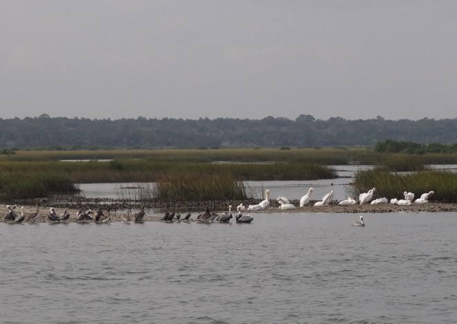 Two types of pelicans, each on their own side- Russ warned me not to say anything about segxxxxxxxn