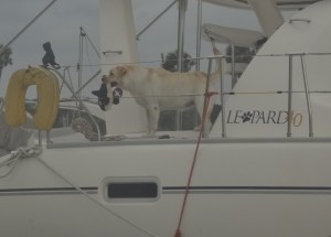 Stella, a British Lab waits hopefully for a playmate