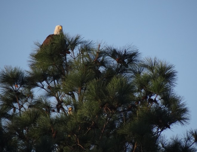 If you look closely you can see the camera shy eagle below the one on top
