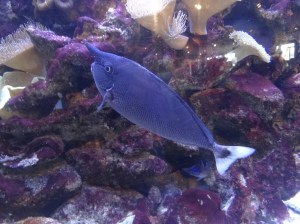 Jimmy Durante fish tickles our fancy in the gift shop tank