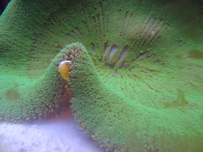 Look! I found Nemo.. and his protective friend anenome