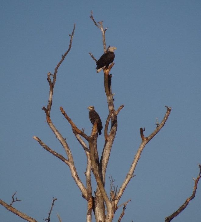 Osprey and eagle share a prime perch