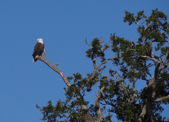 This one strikes a commanding pose at the water,s edge