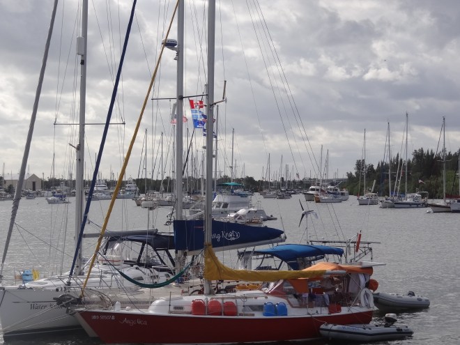 Rafts of twos and threes fill the field before we leave