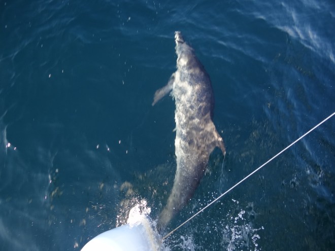 Thank Russ for the dolphin action shots