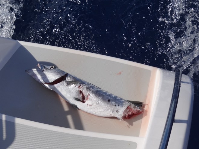 Unidentified fish was lunch for some lucky shark. Bummer for us.