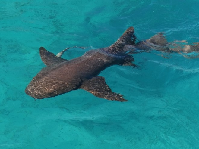 Nurse shark hangs around the boat with her closest BFs